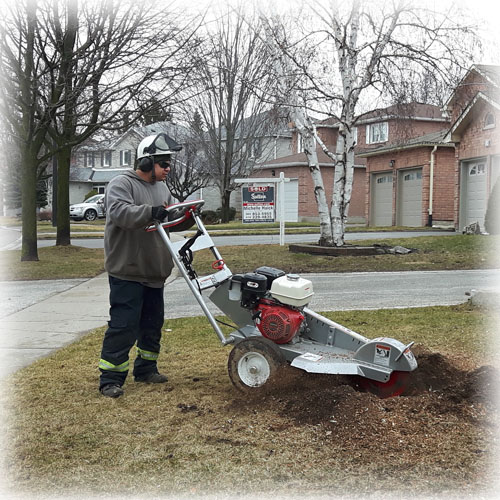 Expert Stump Grinding and Cabling Services in Toronto from Alexander Tree Care - ISA Certified Arborists