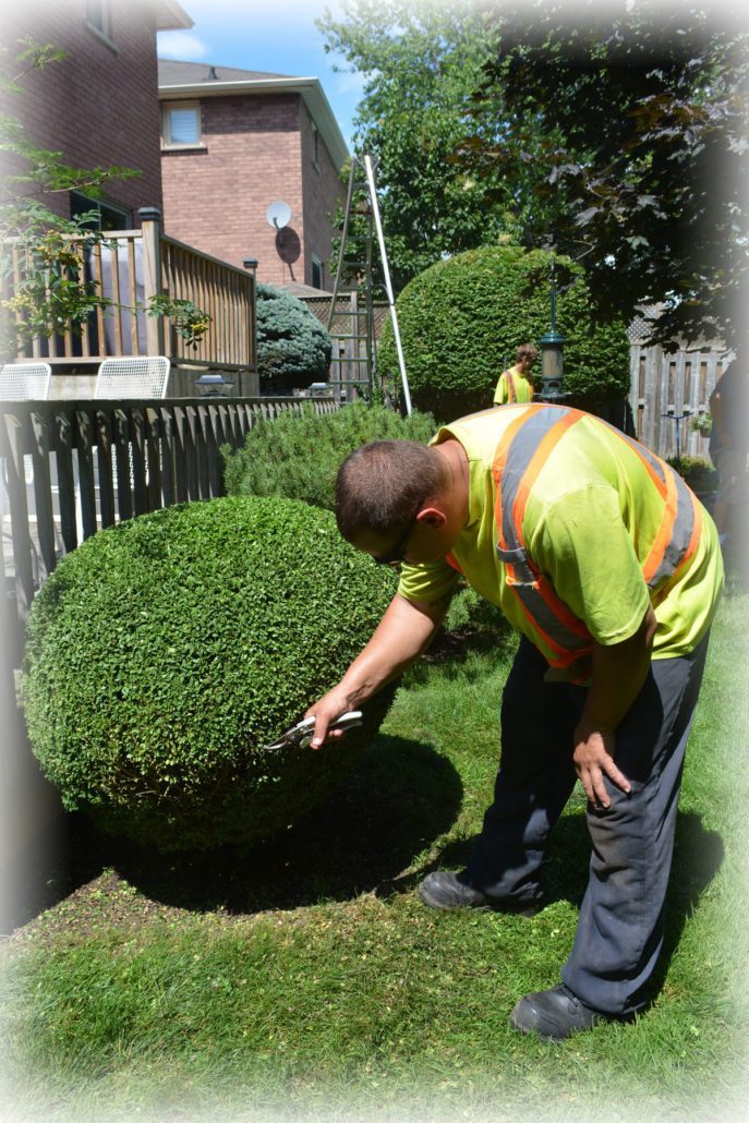Tree and shrub trimming and pruning services in Toronto, York Region, North York from Alexander Tree Care ISA Certified Arborists