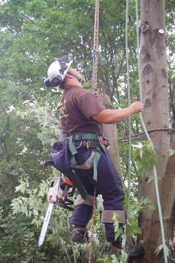 Expert Tree Removal and Emergency Tree Services in Toronto, & York Region; including Aurora, Newmarket, Richmond Hill, Vaughan, Markham, and Georgina.