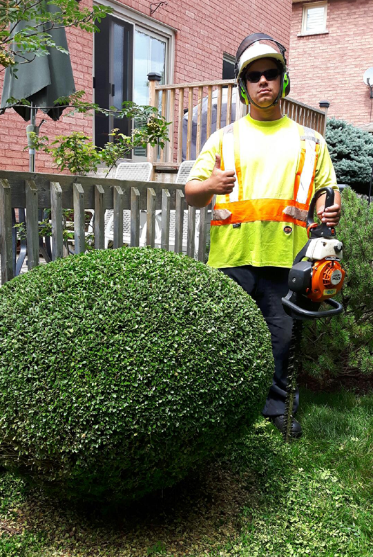 Annual Tree Maintenance and Hedge Trimming Programs in Toronto from Alexander Tree Care Certified Arborists
